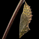  Chrysalis 