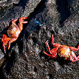  Crustaceans 