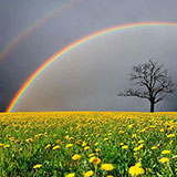  Double Rainbow 