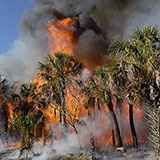  Forest Fire 