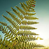  Fronds 