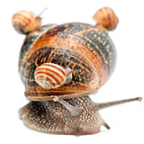  Gastropods 