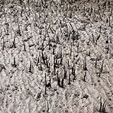 Mangrove 