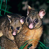  Marsupials 