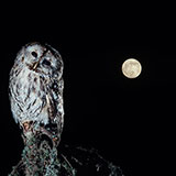  Nocturnal 