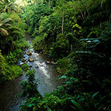  Rainforest 