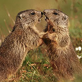  Rodents 