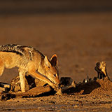  Scavenger 