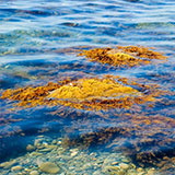  Seaweed 
