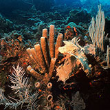  Sponges 