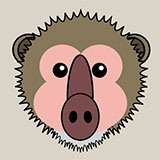  Baboon 