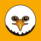  Bald Eagle 