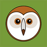  Barn Owl 
