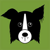  Border Collie 