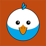  Budgerigar 