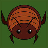  Cockroach 