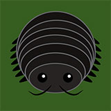  Woodlouse 