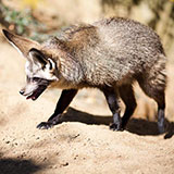  Fennec Fox 