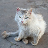  Feral 