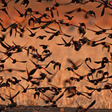 Flock 