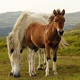  Foal 