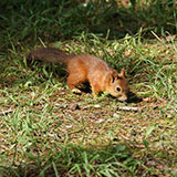  Forage 