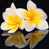  Frangipani 
