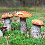  Fungi 