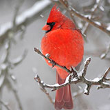  Cardinal 