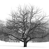  Leafless 
