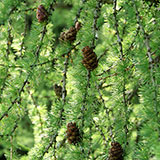  Pine Cones 