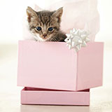  Present 