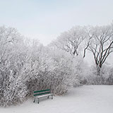  Snowy 