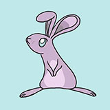  Bunny 