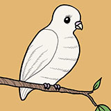 Dove 