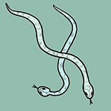  Snakes 