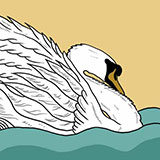 Swan 