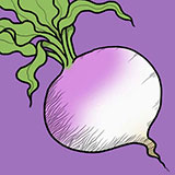  Turnip 