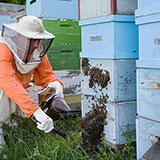  Apiary 