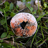  Decomposition 