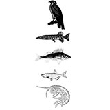  Food Chain 