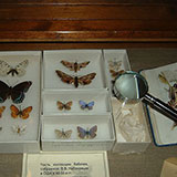 Lepidoptery 
