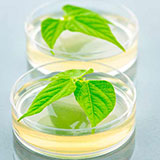  Petri Dish 