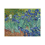  Irises 