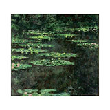  Water Lilies 