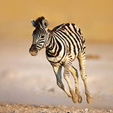 Gallop 