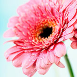  Gerbera 