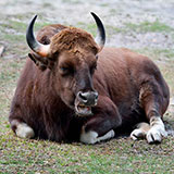  Gnu 