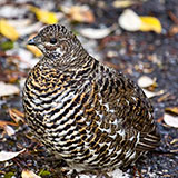  Grouse 