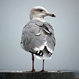  Gull 